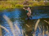081014_bh_ffish_33cc